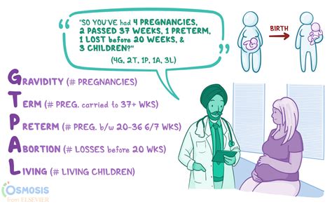 Metódy diagnostiky gravidity u feny: Ultrazvuk, palpácia, RTG