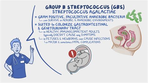 Schéma: Prezentácia Streptococcus agalactiae (GBS) a cesty prenosu z matky na novorodenca