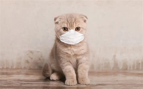 Schéma odporúčanej dentálnej hygieny a kontroly uší u mačiek