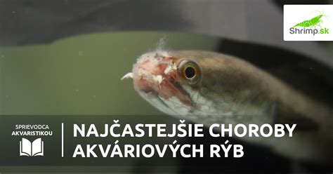 Znaky bežných chorôb u akváriových rýb
