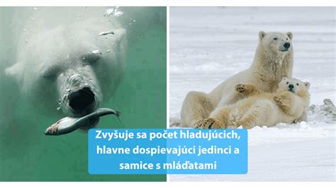 Párenie ľadových medveďov