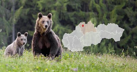Ľadová medvedica s mláďatami pri brlohu