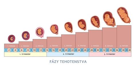 Sledovanie prvých pohybov plodu