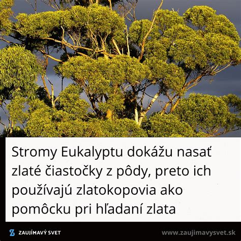 Strom eukalyptu v prírode
