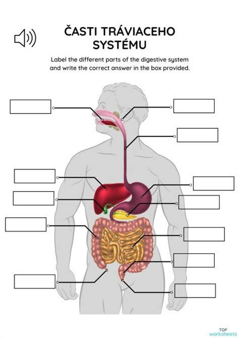 Diagram tráviaceho systému s refluxom