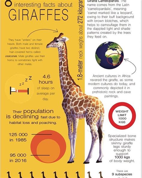 Hauck Babycenter Giraffe main features infographic