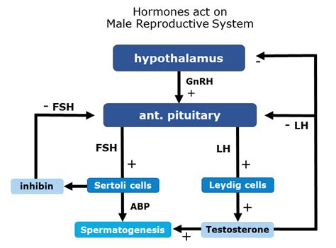 Diagram of male reproductive system showing testes and hormone production