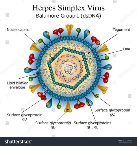 Herpes simplex virus diagram