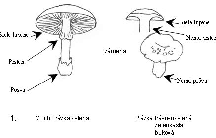 Rozdiel medzi jedlými a nejedlými hubami