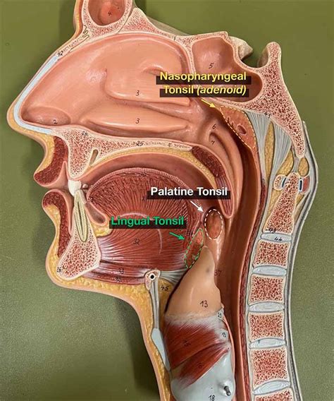 Tonsils anatomy diagram