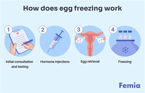 Egg Freezing Process