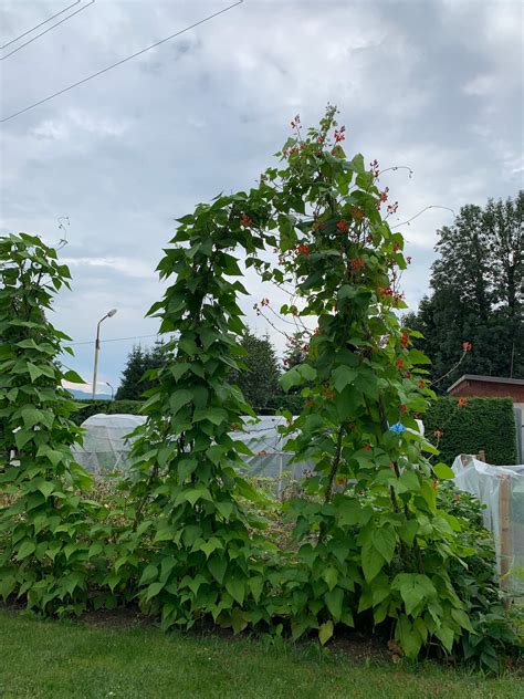 Rastúca fazuľa na záhrade