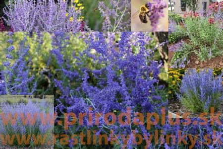 Bylinky s varovným symbolom (šalvia, levanduľa, alchemilka)