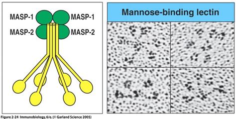 Diagram of MBL protein function