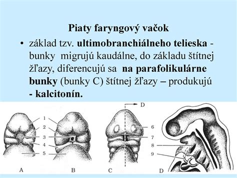 Zranenia krku a dôležité štruktúry