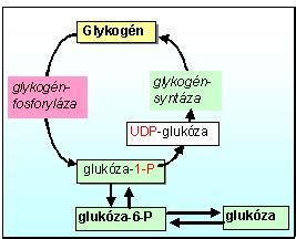 Schéma metabolizmu glukózy a inozitolu