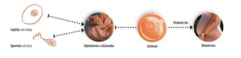 Schéma laboratórneho oplodnenia a kultivácie embryí