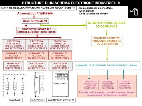 Schéma procesu spermiogenézy