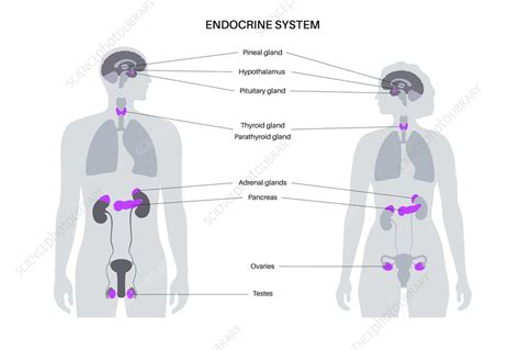 Zjednodušený diagram hormonálneho cyklu a vplyvu inozitolu