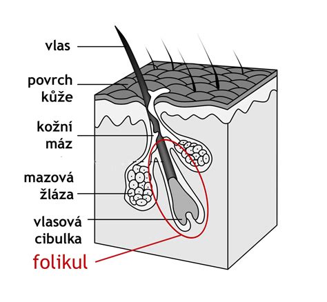 Zdravý vlasový folikul