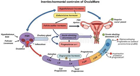 Hormonal Regulation in IVF