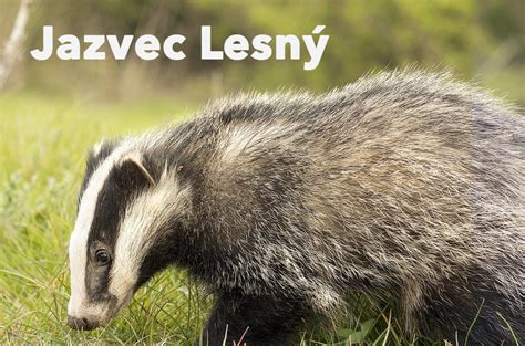 Jazvec lesný v prirodzenom prostredí