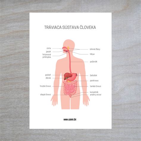 Schéma vplyvu nesprávneho sedenia na vnútorné orgány