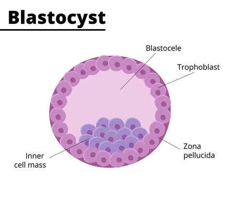 ilustrácia procesu apoptózy v blastocyste