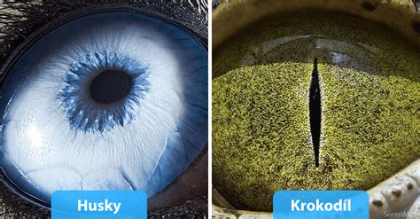 Detailné zobrazenie retiazkového očka a jeho štruktúry