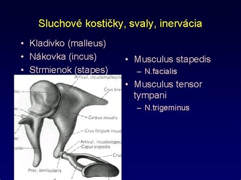 Sluchové kostičky ľudského ucha