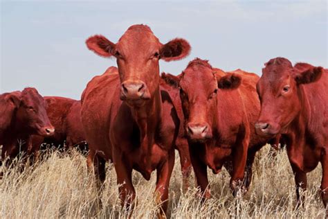 Illustration of a perfect red heifer