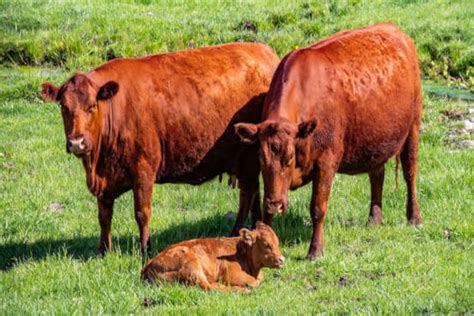 Red Heifers in Israel bred for the Temple Institute