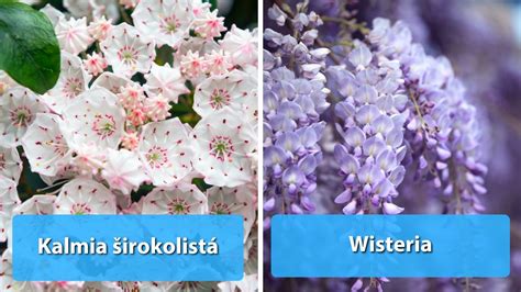 fotokoláž jedovatých rastlín s popisom