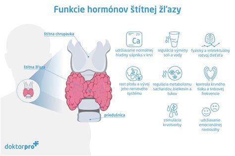 Anatomické umiestnenie štítnej žľazy na krku