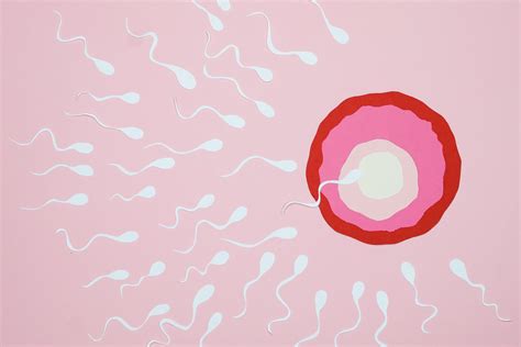 Zobrazenie proteínového komplexu na spermii a receptora na vajíčku pri interakcii