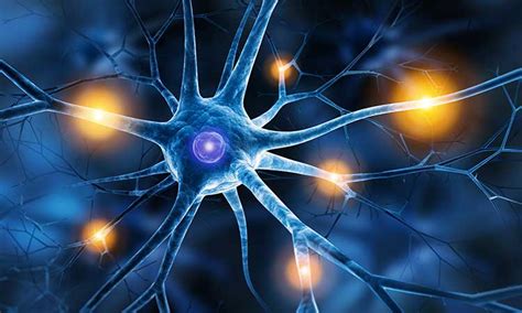 Zrkadlové neuróny a emocionálna reakcia