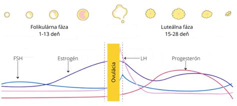 Diagram zobrazujúci ovuláciu a uvoľnenie vajíčka