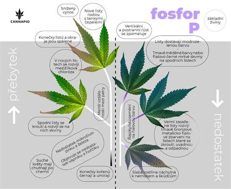 Osoba pociťujúca únavu ako príznak nedostatku fosforu