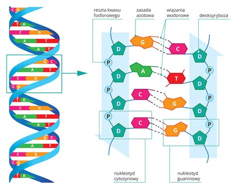 Štruktúra DNA s fosfátovou chrbticou