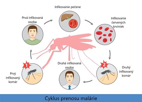 Cyklus echinokoka a prenos na človeka