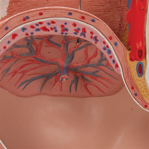 Anatomický prierez maternicou a krčkom maternice pred pôrodom