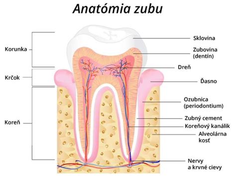 Anatómia zuba s vyznačeným nervovo-cievnym zväzkom