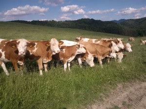 Hovädzí dobytok na pastve