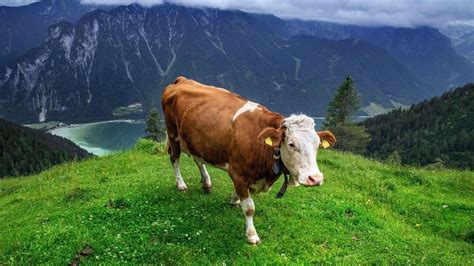 Krava v modernom kravíne