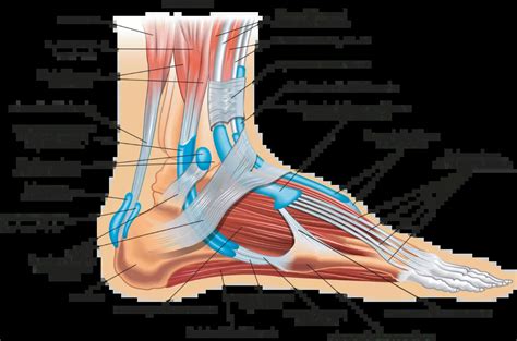 Child's foot anatomy with highlighting of arch and heel