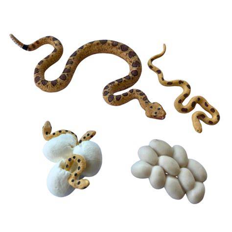 Infografika: Životný cyklus vnútromaternicového telieska Mirena
