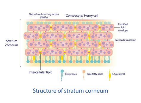 ilustrácia vrstiev detskej pokožky s vyznačeným stratum corneum