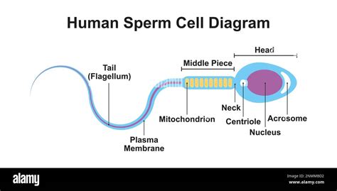 Sperm cell quality and age diagram