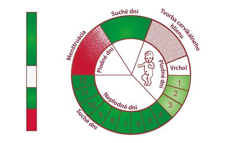 infografika plodných dní v cykle