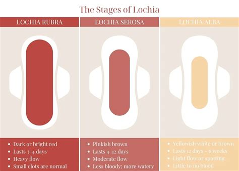 Lochia diagram